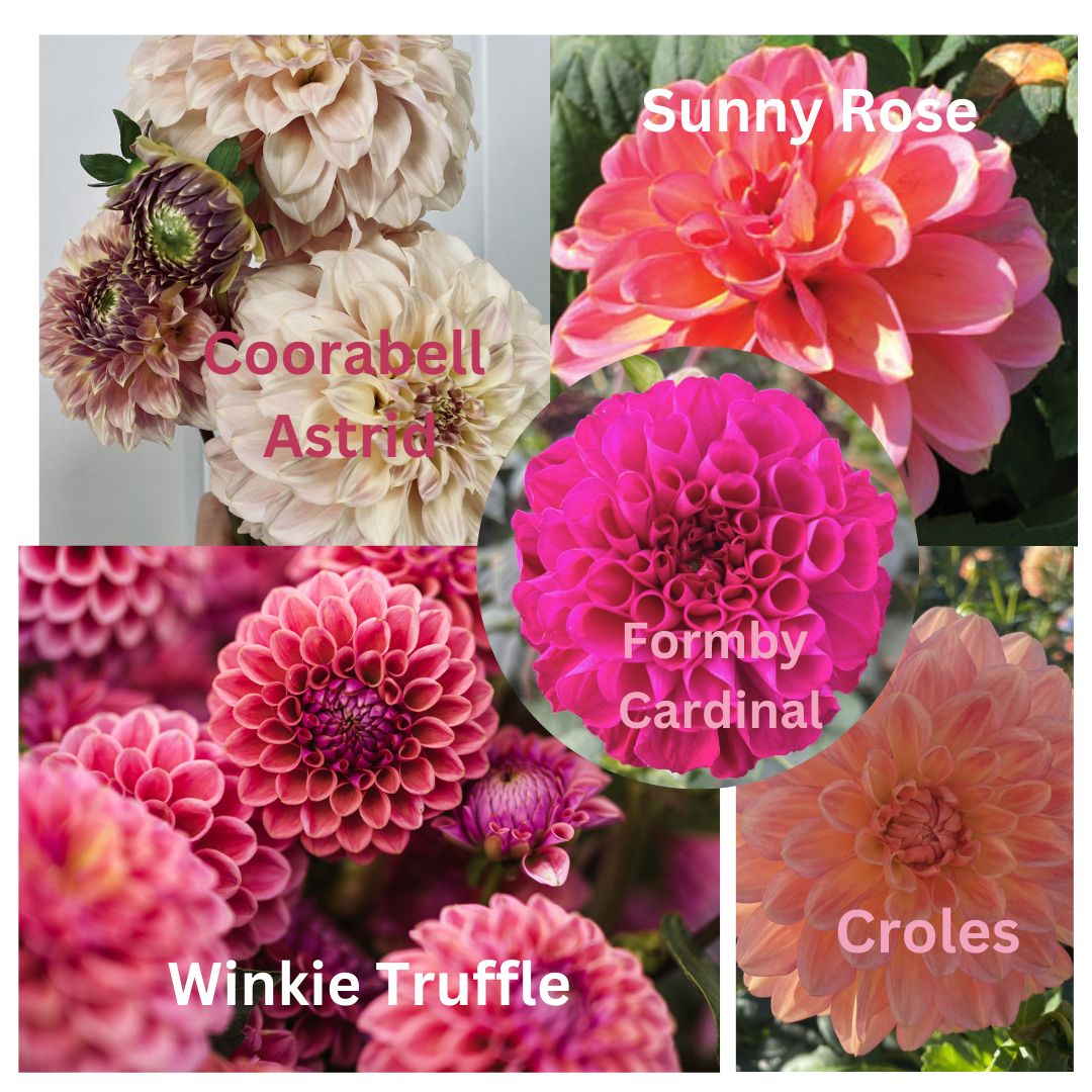 Dahlia - Dusty Tones Collection