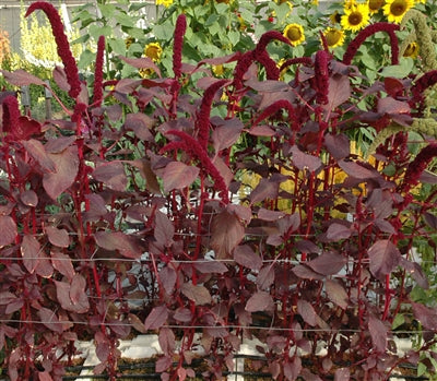 Summer Fresh and Dried Seed Collection