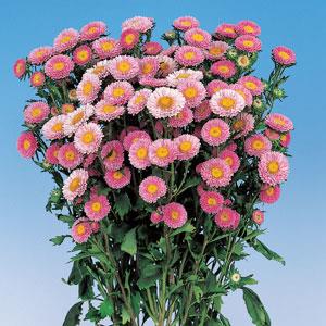 Seed - Aster Matsumoto Pink