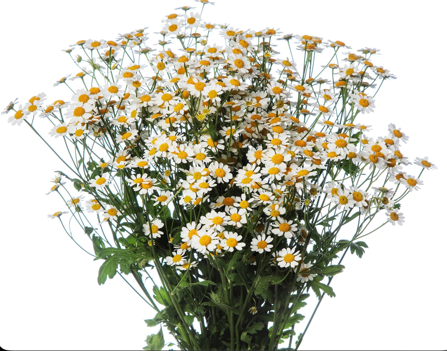 Matricaria Campagne (Feverfew) - Young Plant
