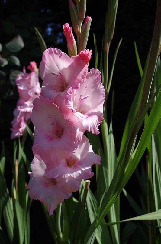 Gladioli - Jarama- Pack of 5