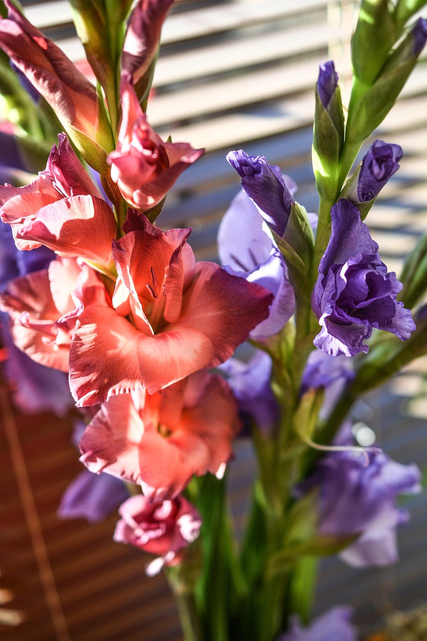 Gladioli - Indian Summer - Pack of 5