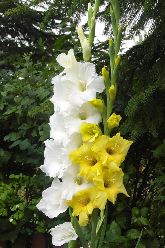 Gladioli - Senvion- Pack of 5