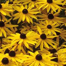Seed - Rudbeckia Goldsturm