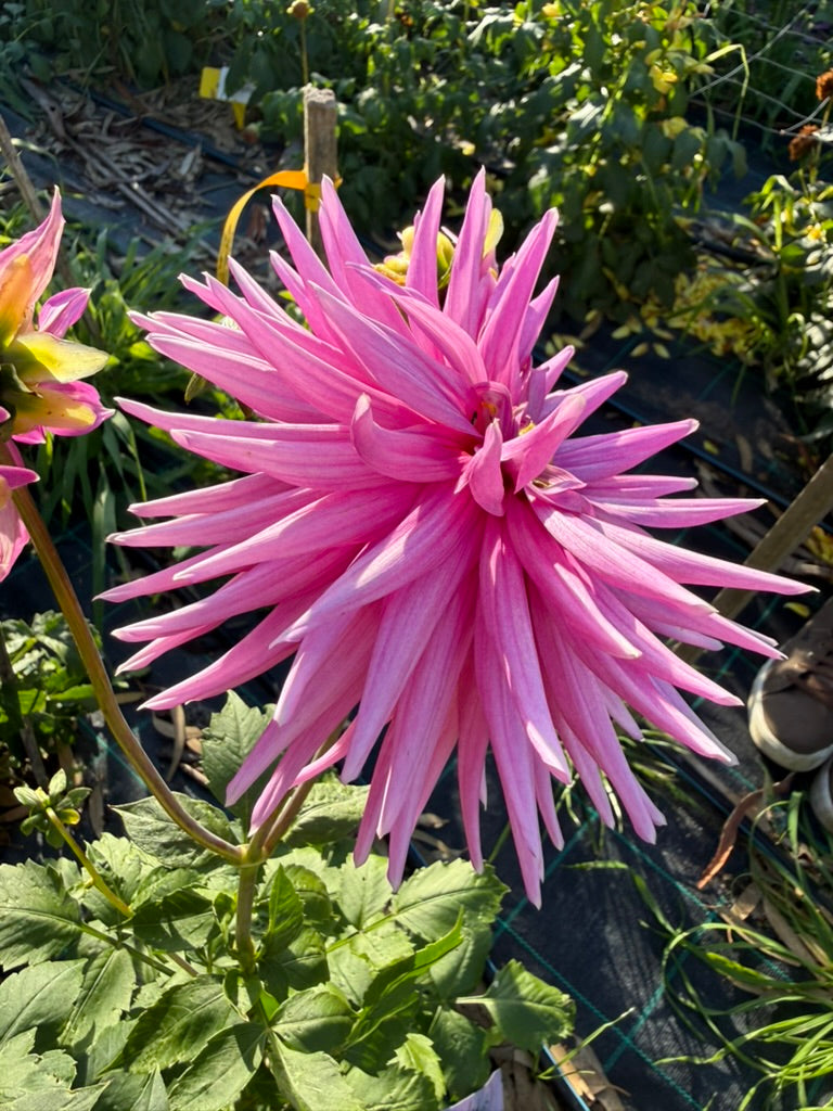 Dahlia Seed - Lady G