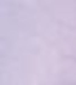 Gladioli - Milka - Pack of 5