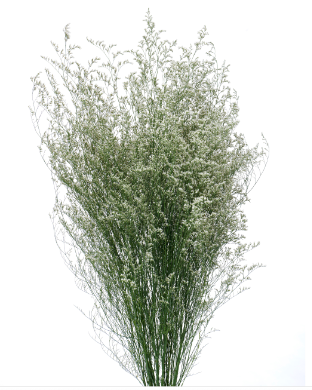 Limonium 'Misty' - White - Young Plant