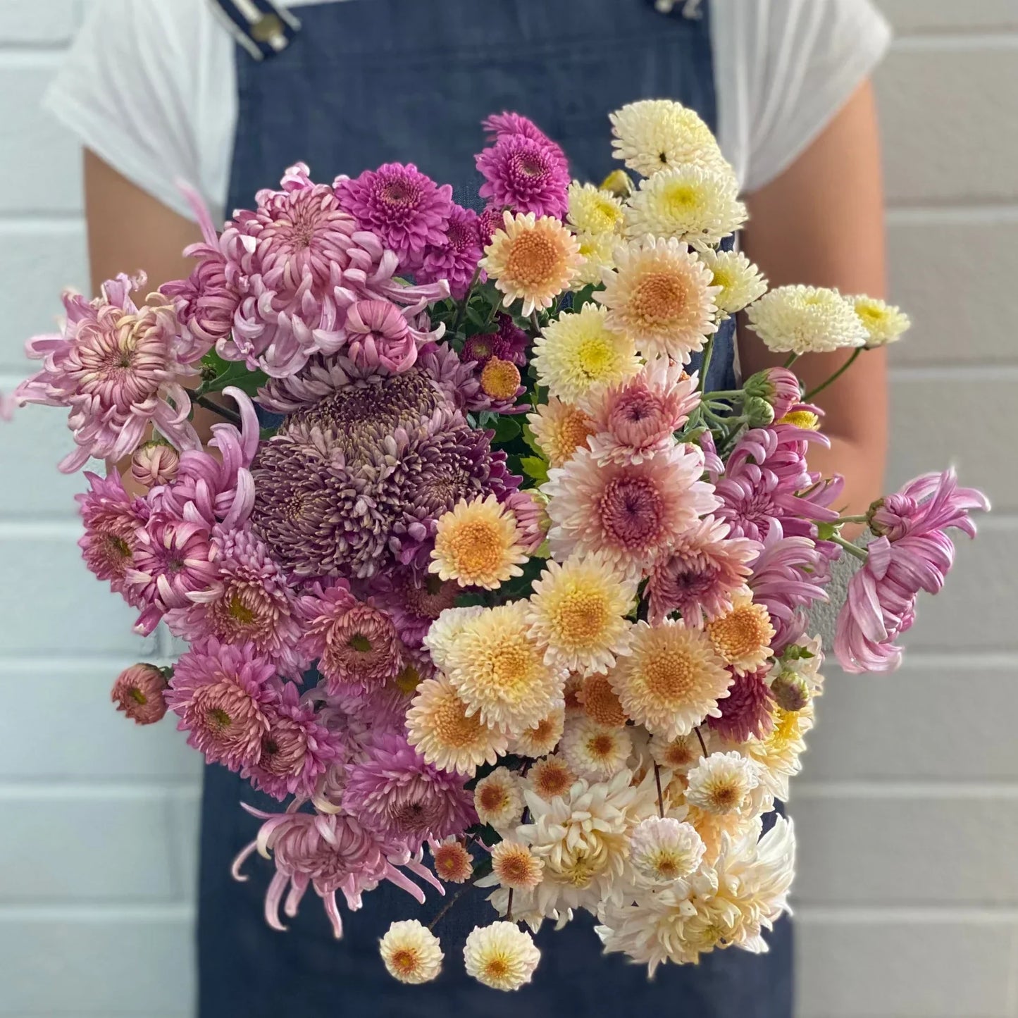 Chrysanthemum - Rooted Cutting - Irina