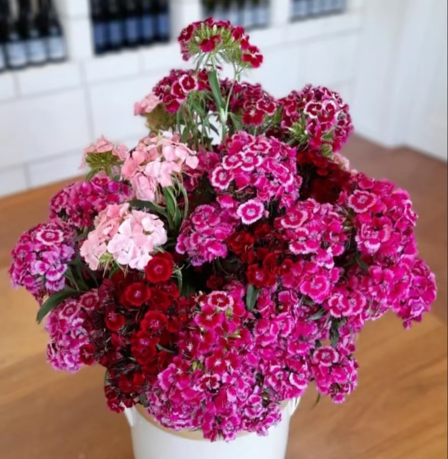 Sweet William - Sweet Mix - Young Plant