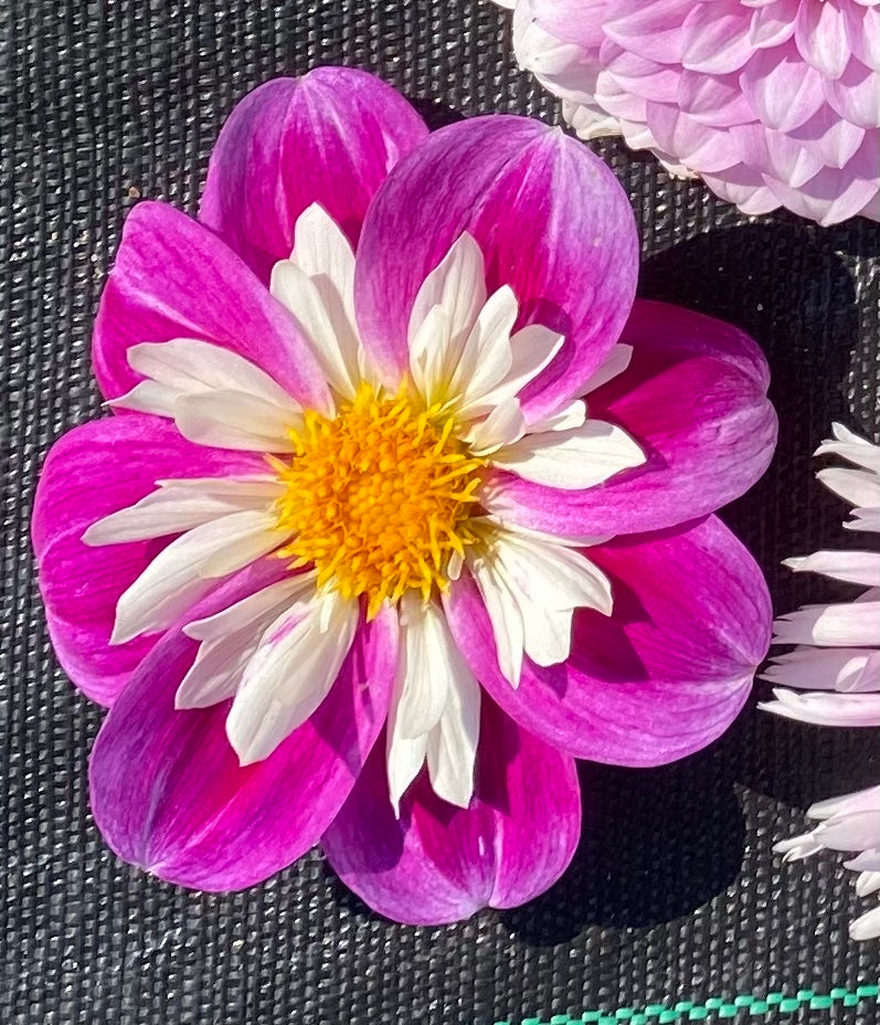 Dahlia - Devon Felix (NA 2025)
