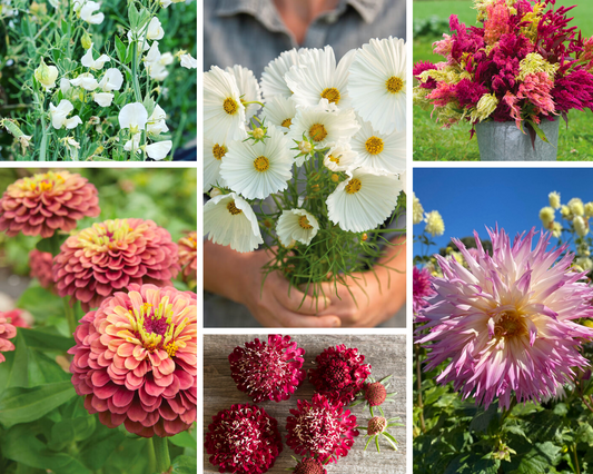GROW - Flower Farm Favourites Seed Collection