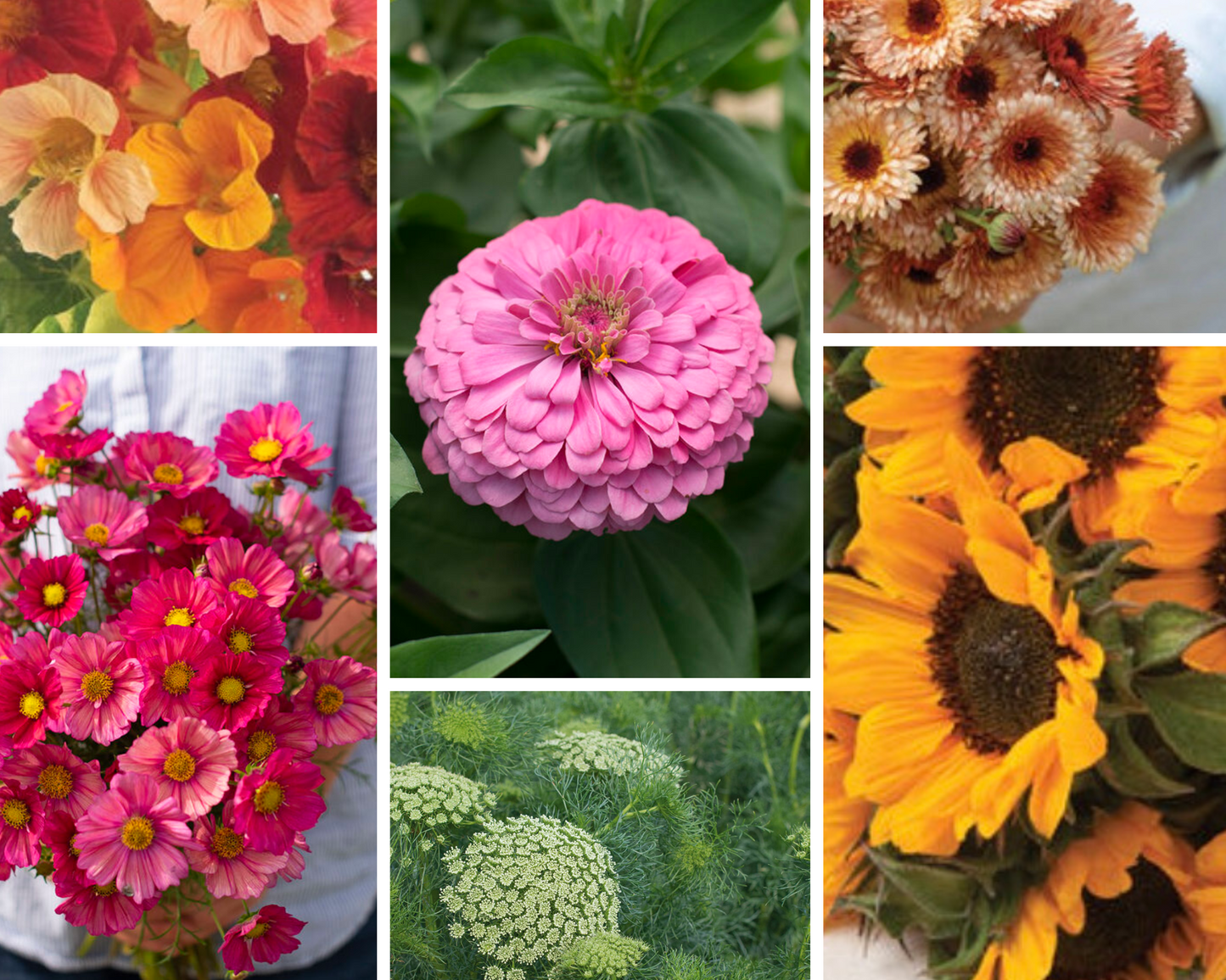 GROW - Starter Cut Flower Seed Collection