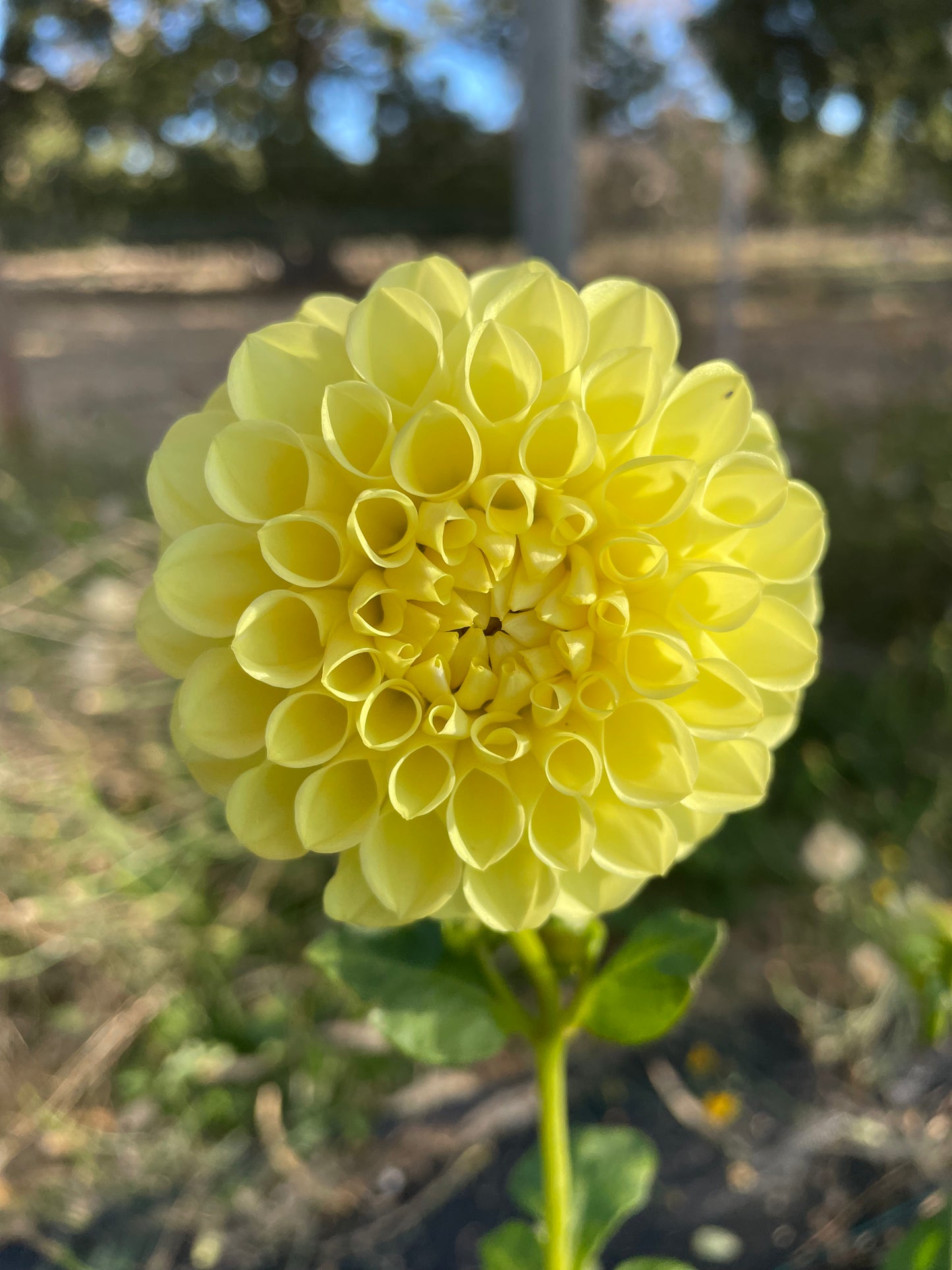 Dahlia - Ryecroft Laura