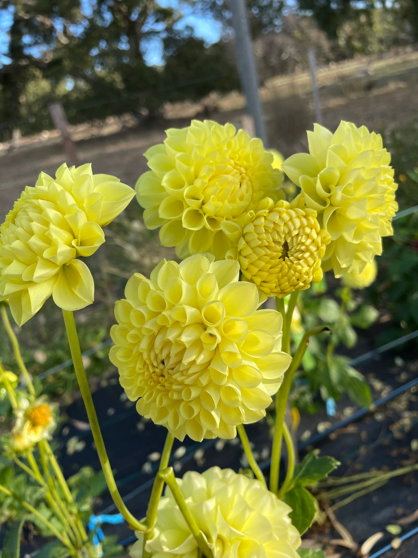 Dahlia - Ryecroft Laura