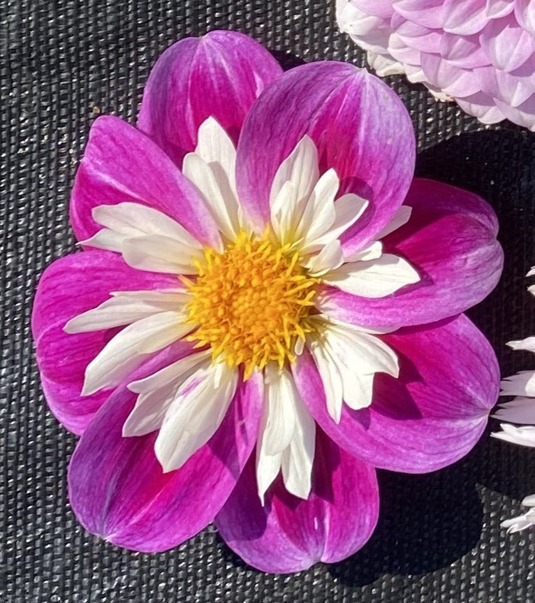Dahlia - Aegean Sky