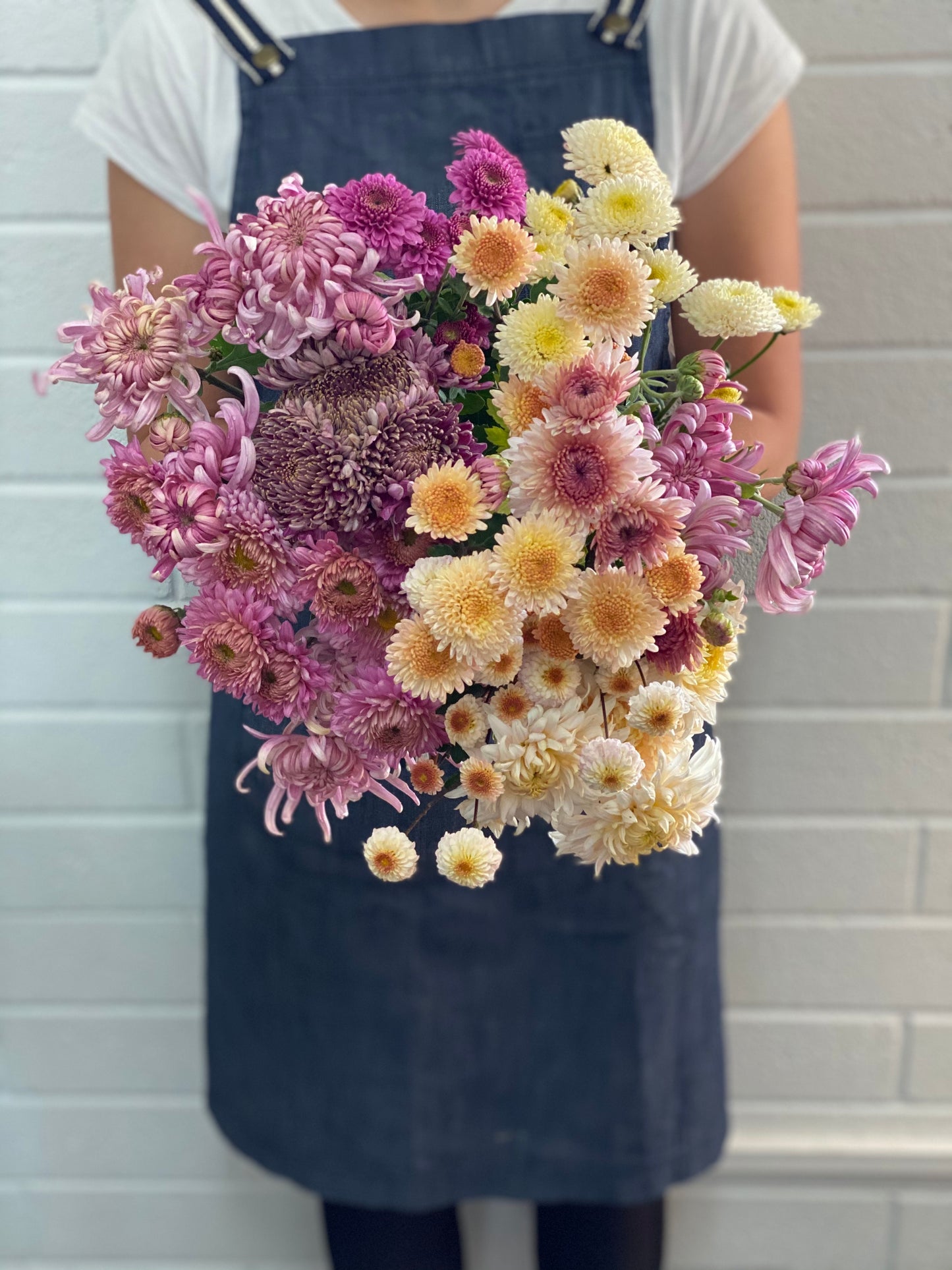 Heirloom Chrysanthemum - Rooted Cutting - Jewel Mars
