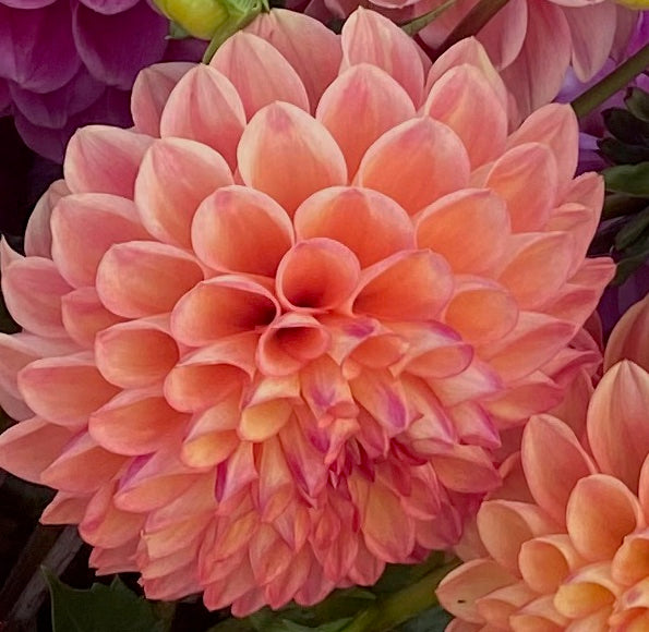 Dahlia Seed - Peachy