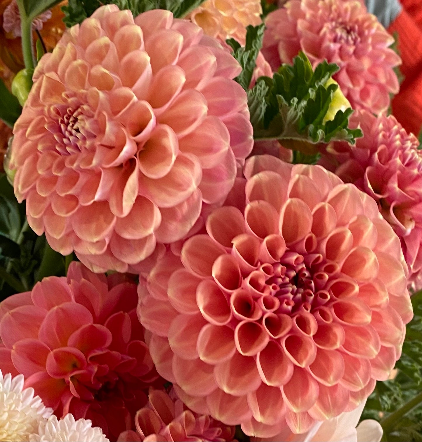 Dahlia - Jomanda (NA 2025)