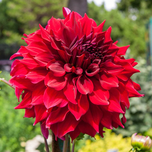 Dahlia - Zorro (NA 2025)