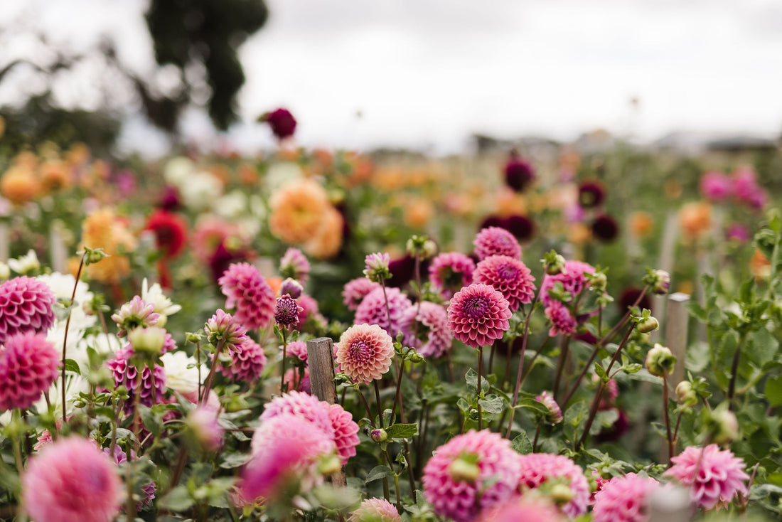 Your Guide to Dahlia Growing