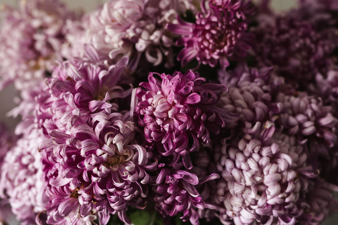 Discover Heirloom Chrysanthemums