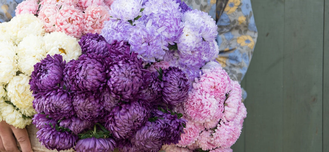 All About Asters