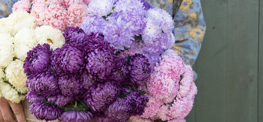 All About Asters