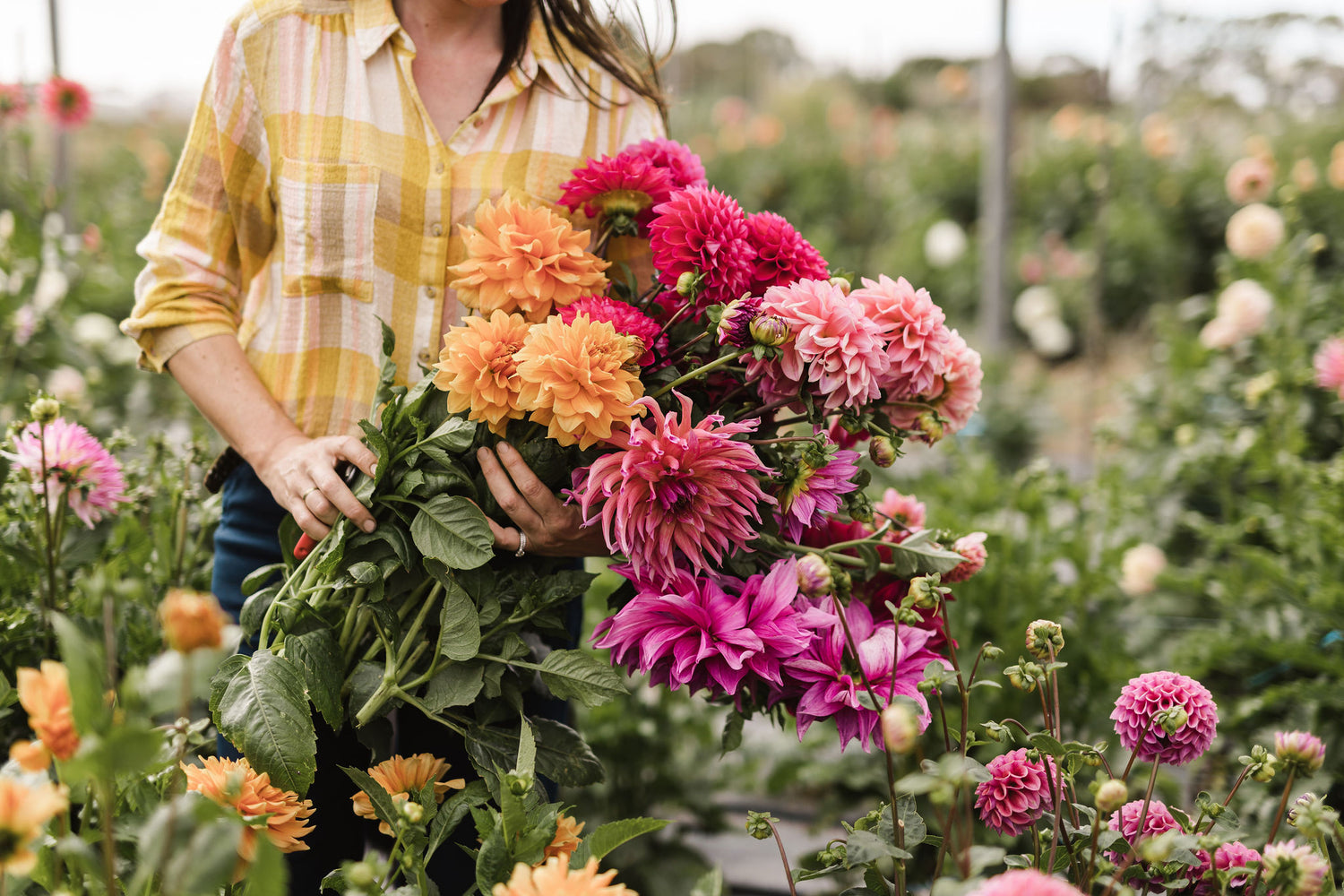 Dahlia Tubers