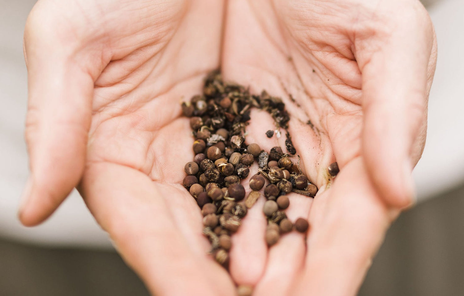 Cut Flower Seed