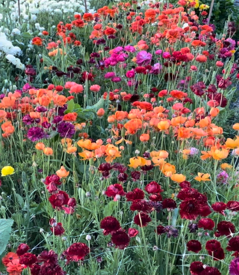 Ranunculus and Spring Bulbs