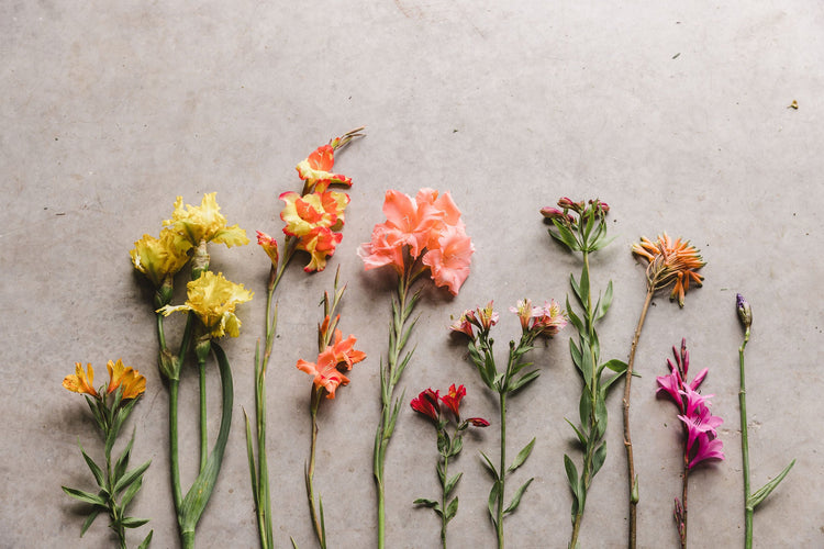 Summer Bulbs