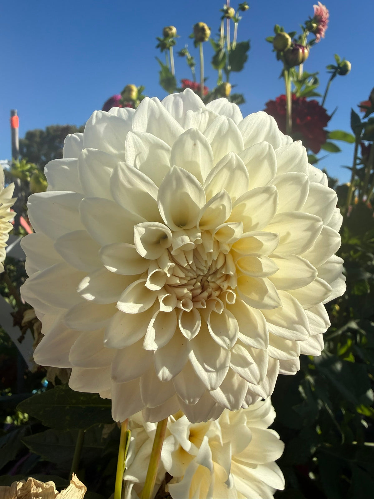 Dahlia - Coconut Ice
