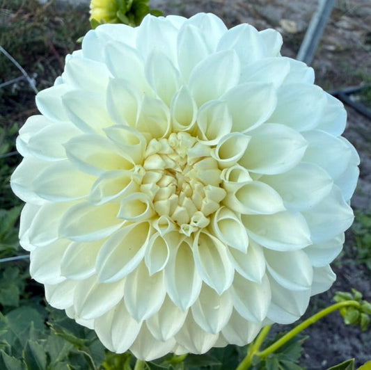 Dahlia - Winkie Kayline