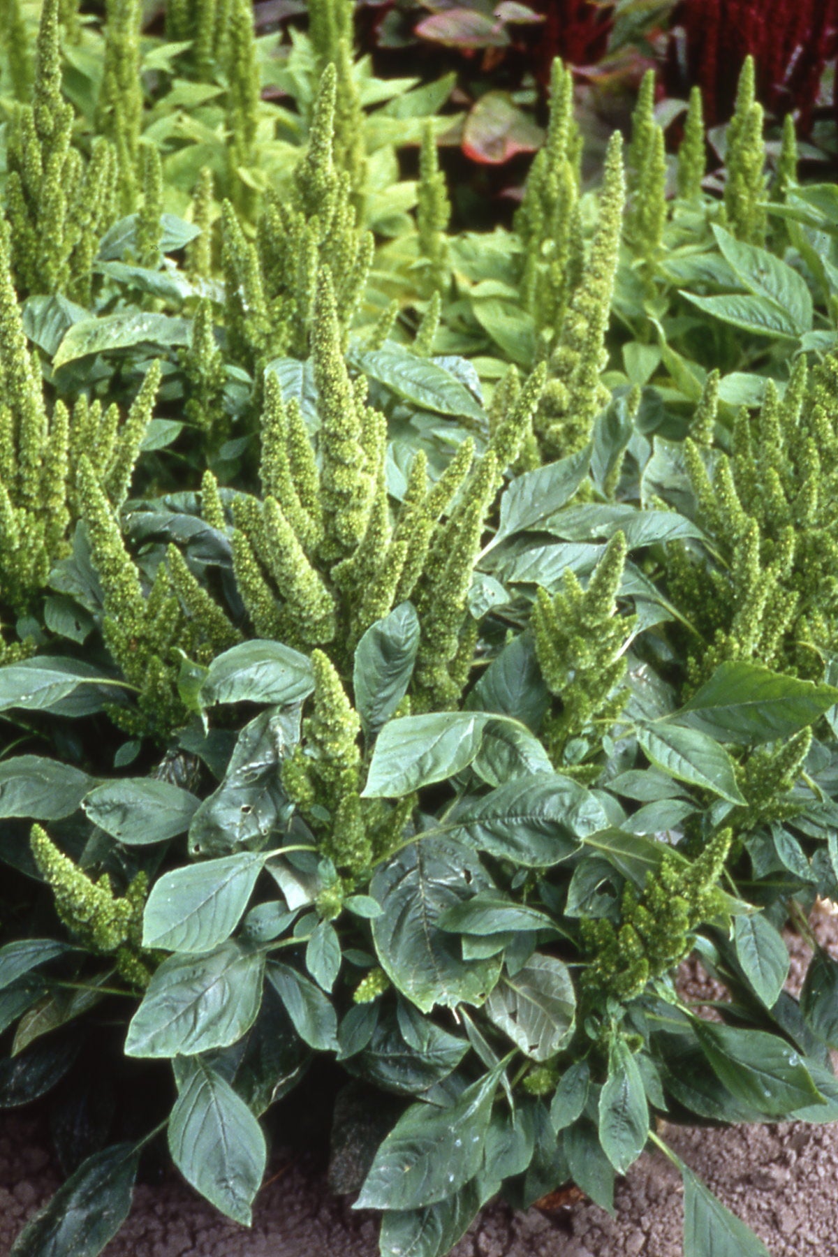 Amaranthus Green Thumb - Young Plant