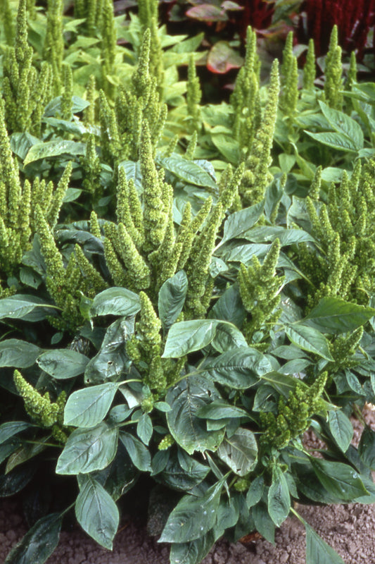 Amaranthus Green Thumb - Young Plant