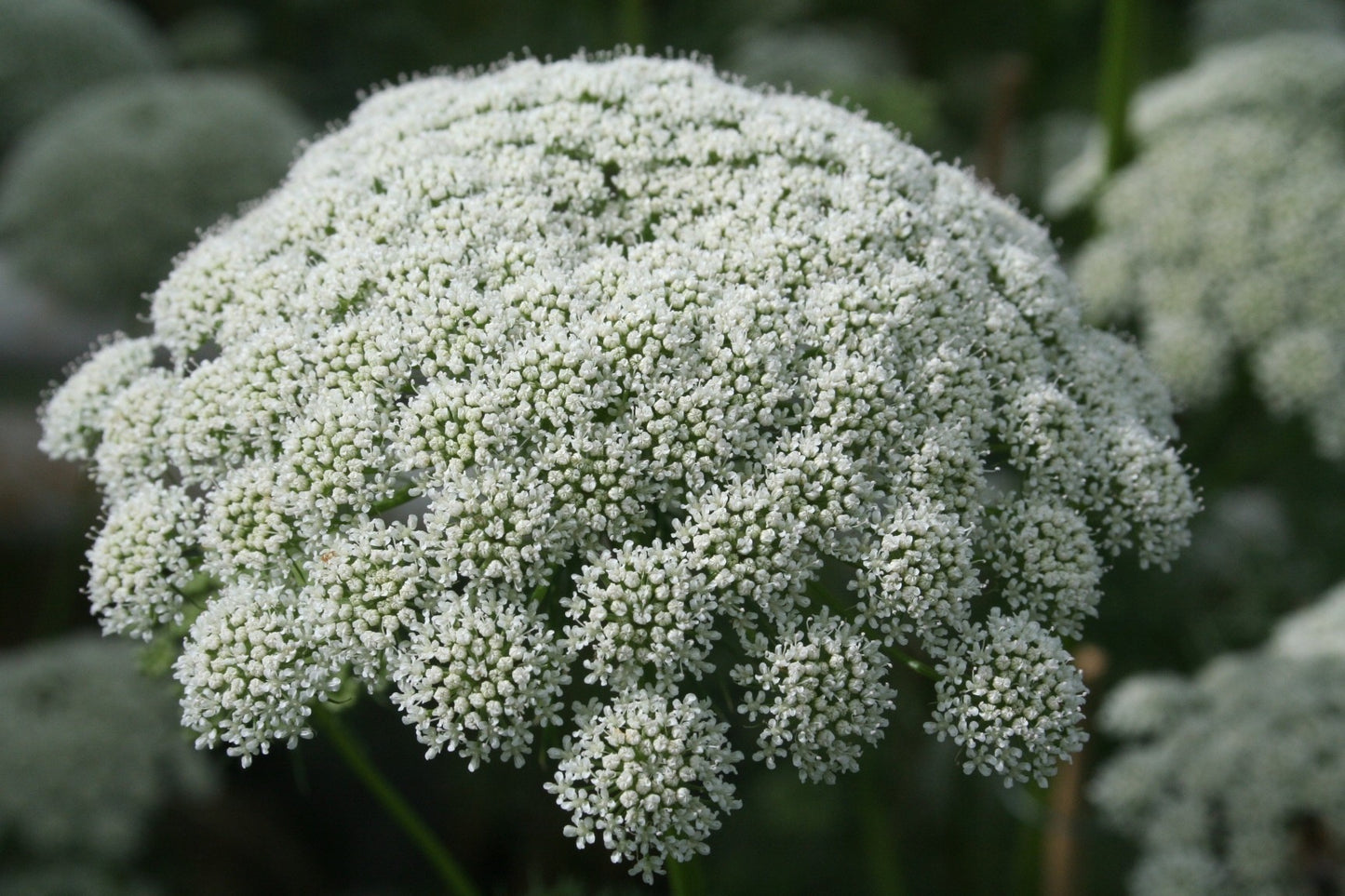 Ammi Casablanca (aka Queen Anne's Lace) - Young Plant