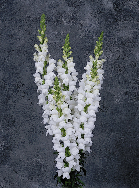 Snapdragon Maryland White - Young Plant