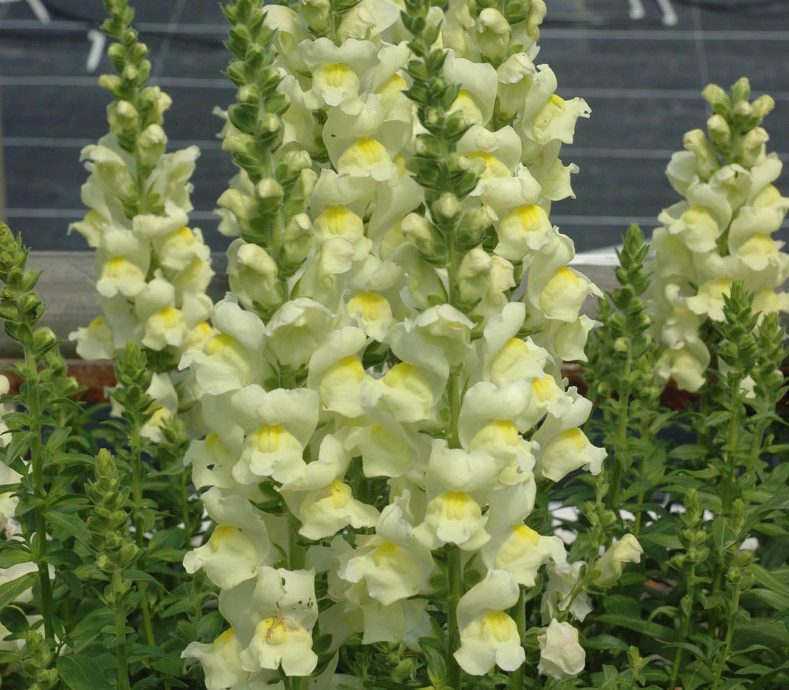 Snapdragon Opus Lemon Lime - Young Plant