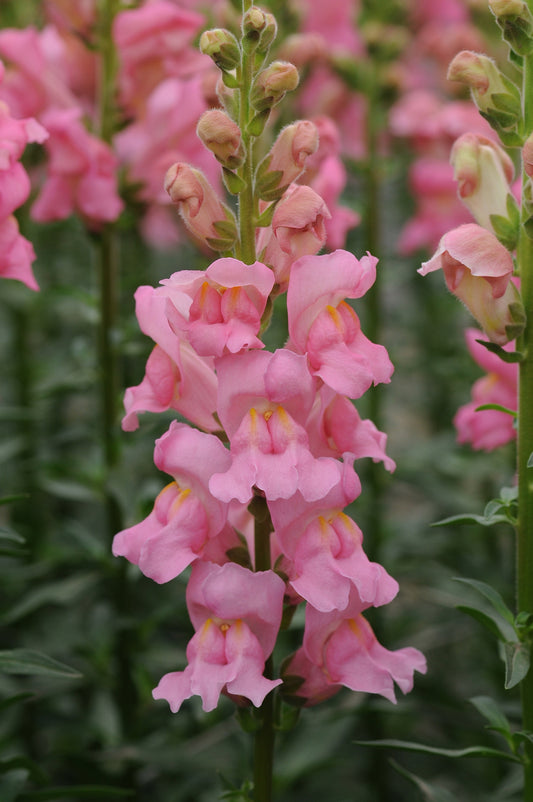 Snapdragon Potomac Pink - Young Plant