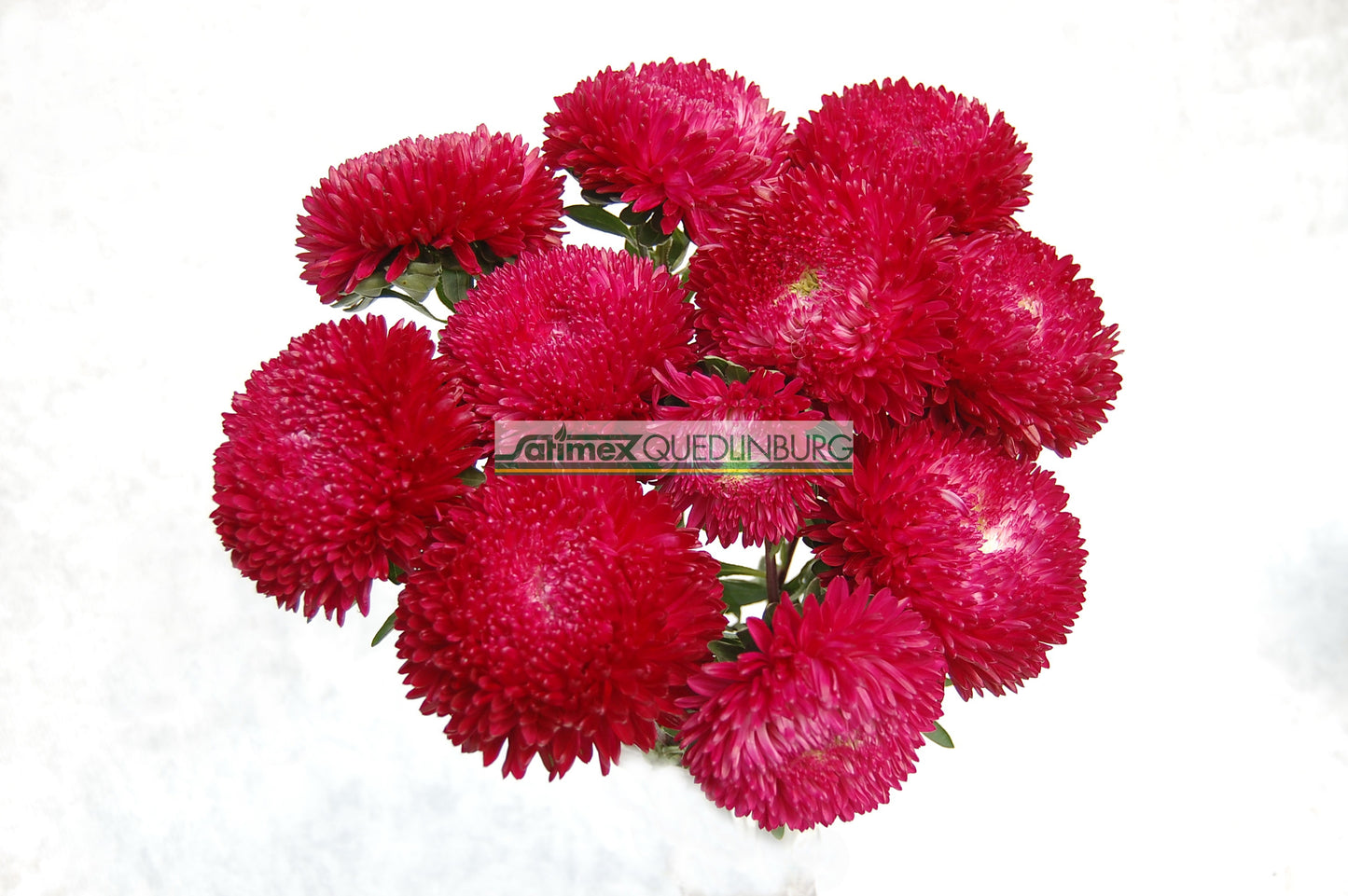 Seed - Aster Balloon Red