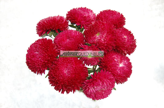 Seed - Aster Balloon Red