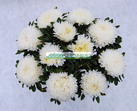 Seed - Aster Balloon White
