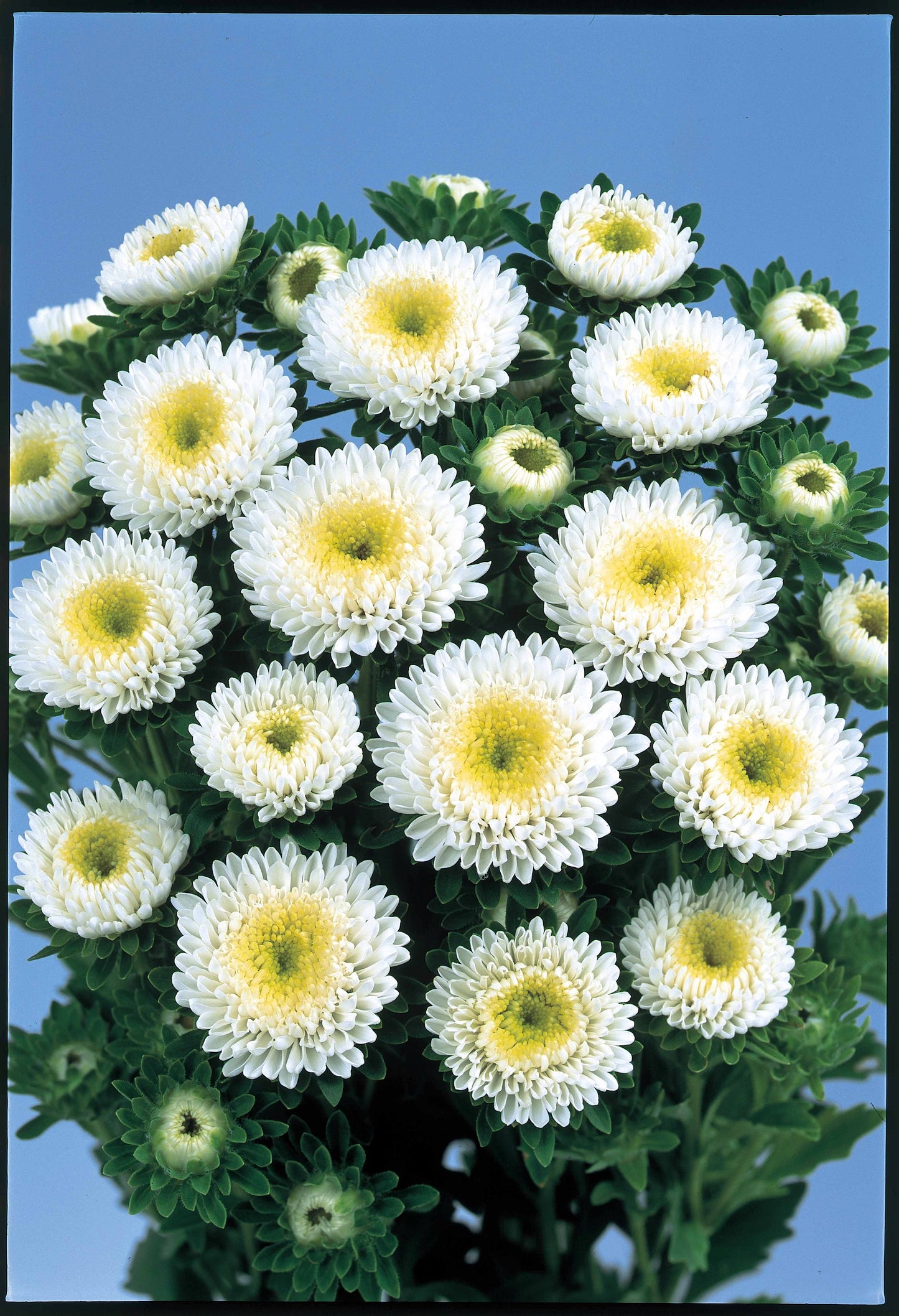 ASTER BONITA WHITE - Young Plant