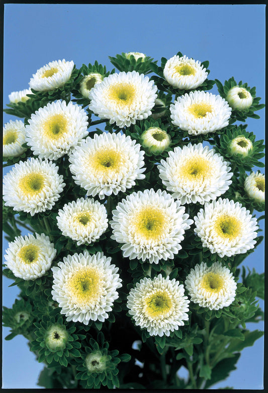 ASTER BONITA WHITE - Young Plant