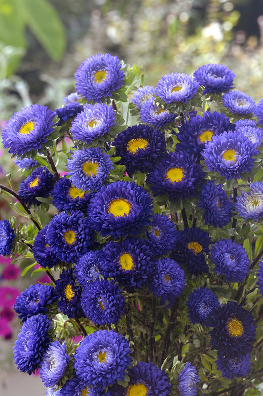Seed - Aster Matsumoto Blue