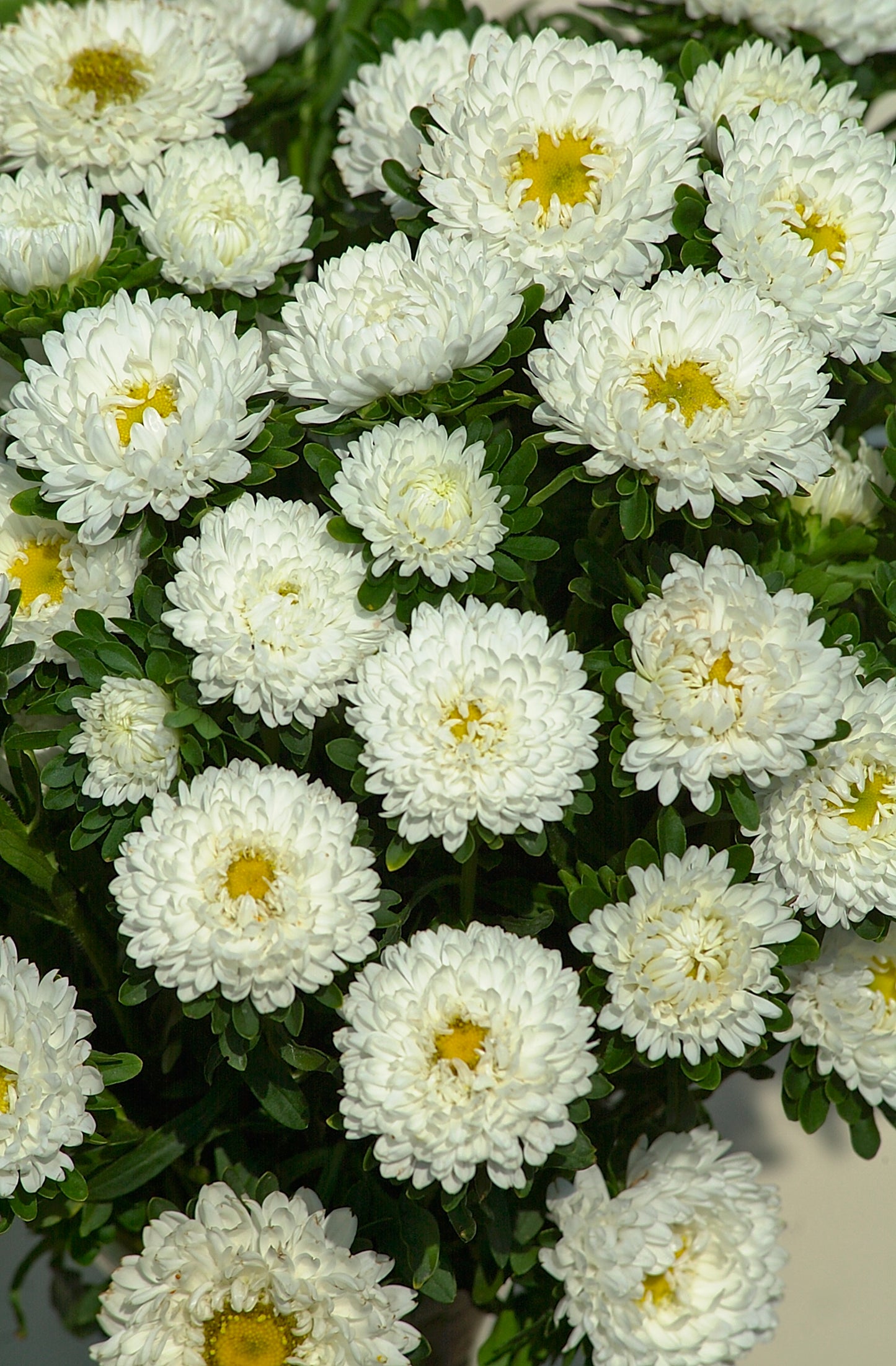 Seed - Aster Matsumoto White