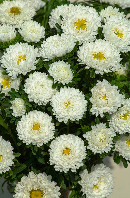 Seed - Aster Matsumoto White