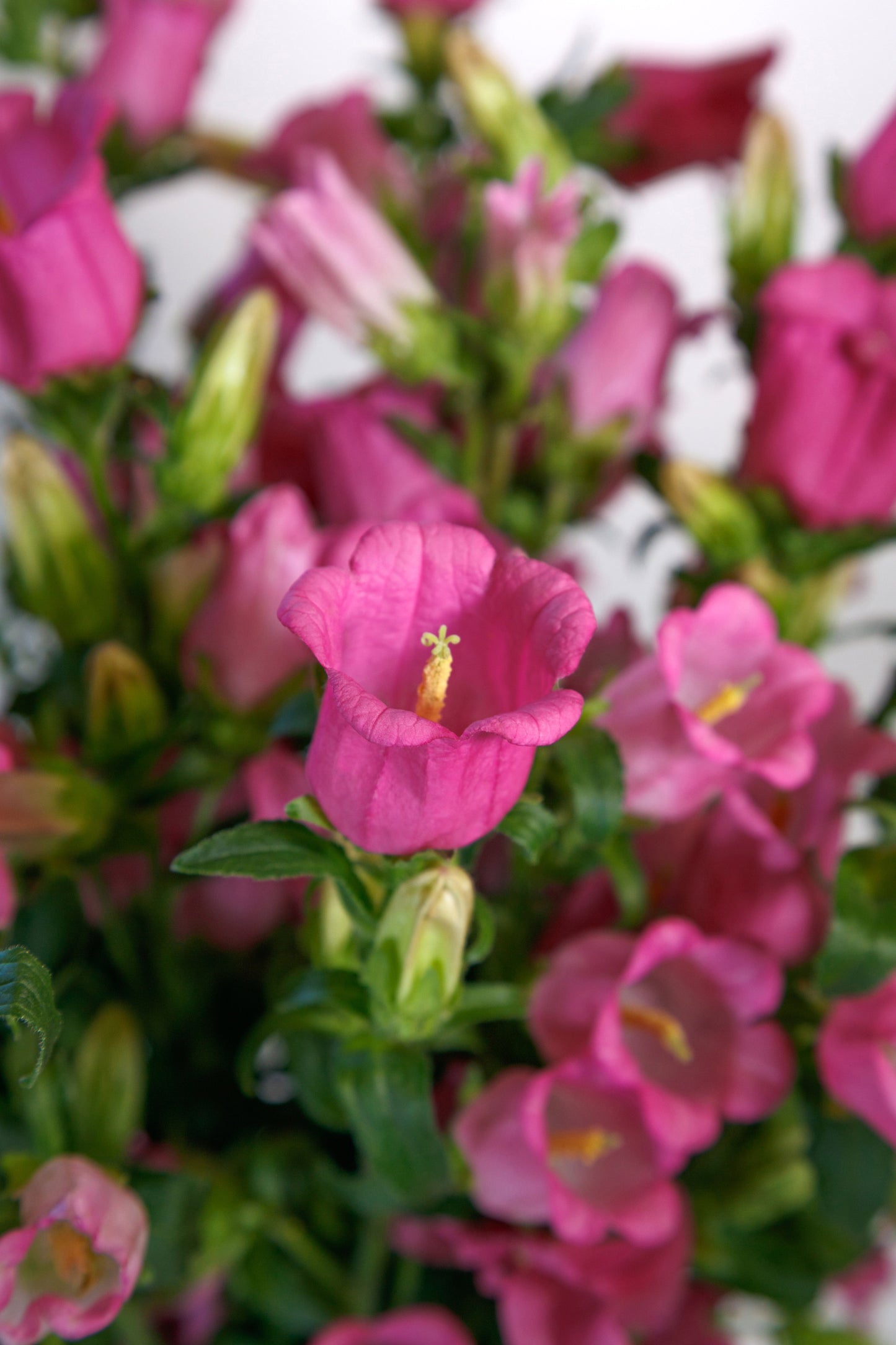 CAMPANULA CHAMPION II ROSE - Young Plant