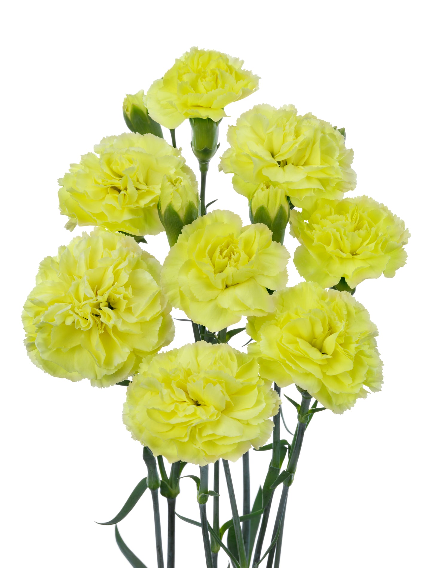 CARNATION SPRAY SORIA - Young Plant