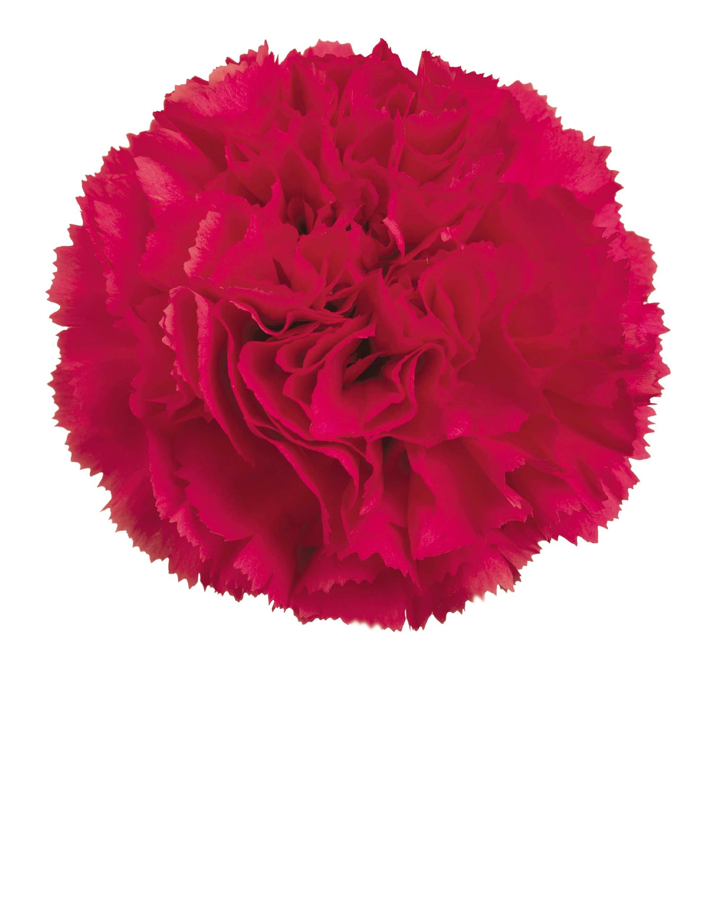 CARNATION BIZET - Young Plant